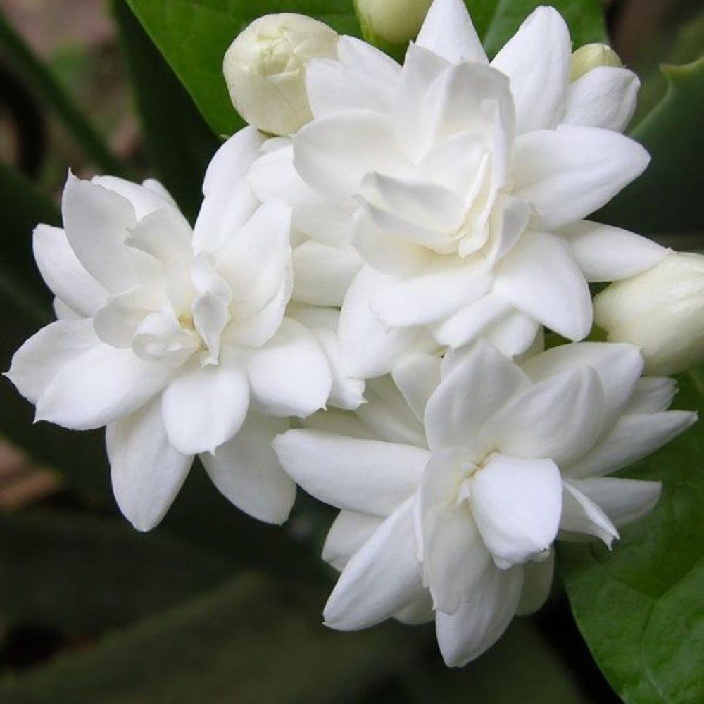 crop-1792064108810.jpg